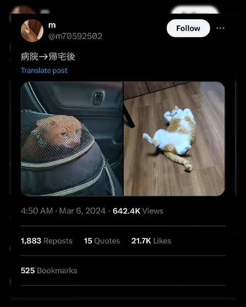 病院から帰宅した猫