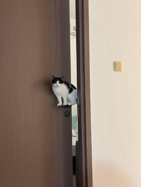 Кот на двери