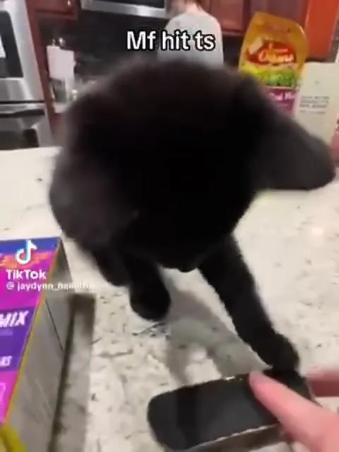 Cat Hits the Skateboard