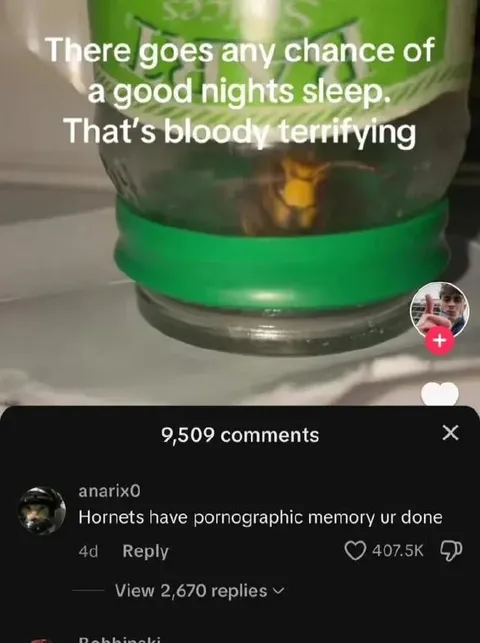 Hornet Ruins Sleep
