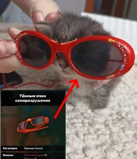 Очки саморазрушения на коте