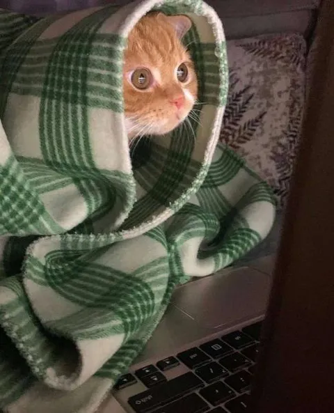 Кот в пледе за ноутбуком