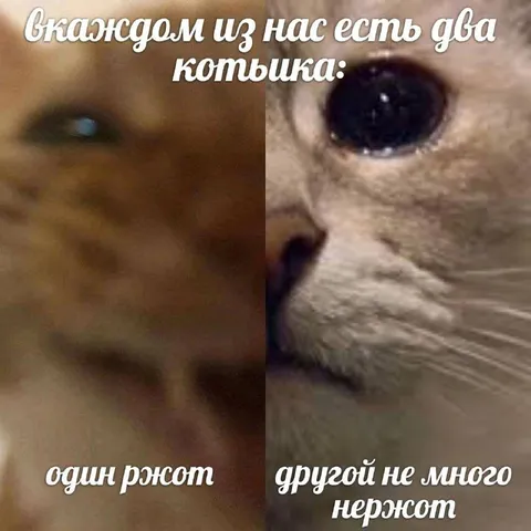 В каждом из нас два котыка
