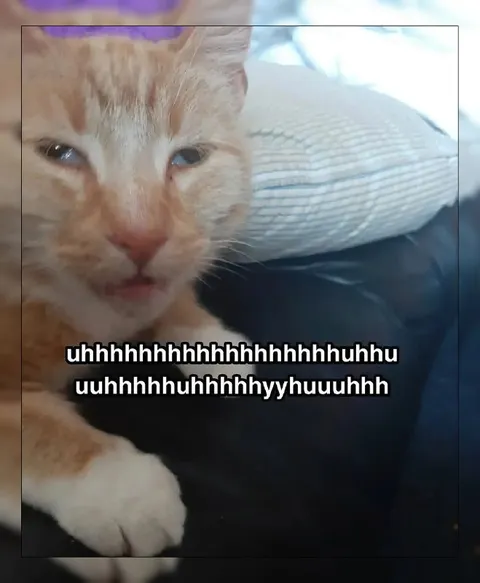 Crying Cat Makes Noises
