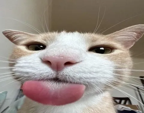 Кот с высунутым языком