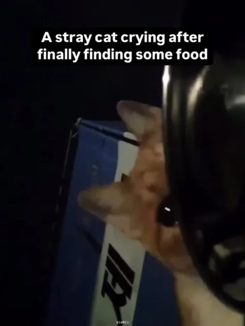 Stray Cat Finally Finds Food