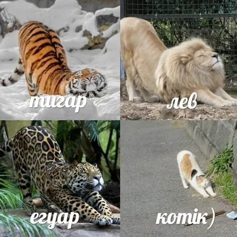Большие кошки и котик