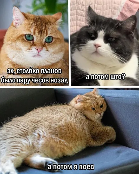 Планы до и после еды