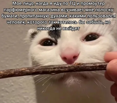 Кот вспоминает бывшего по запаху