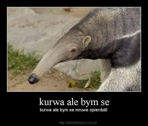 Kurwa, ale bym se mrówę opierdolił