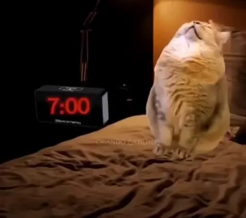 Кот пытается проснуться утром