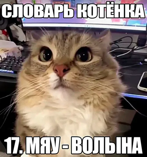 Словарь котёнка: мяу — вольна