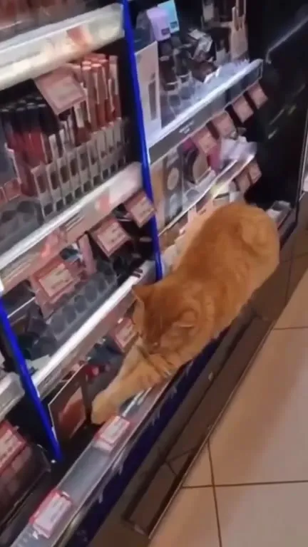 A Normal Day in Istanbul