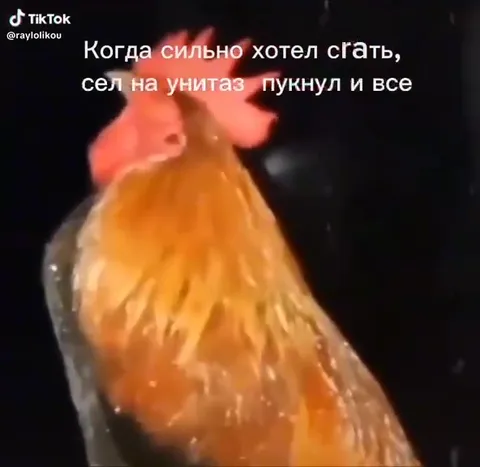 Курица после облегчения