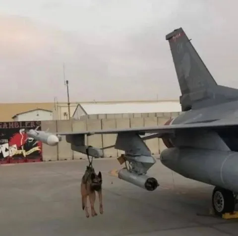 Dog Hanging from Fighter Jet