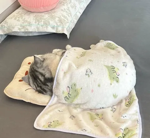 Котик спрятался под одеялом