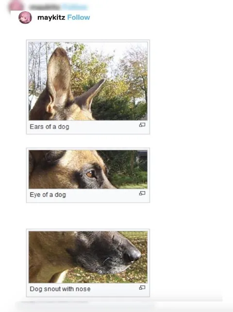Dog Anatomy Explained Literally