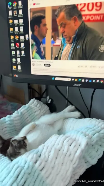 Cat Watches Crime Show in Bed
