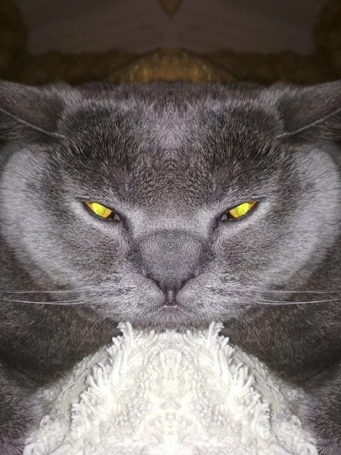 Суровый кот смотрит в душу