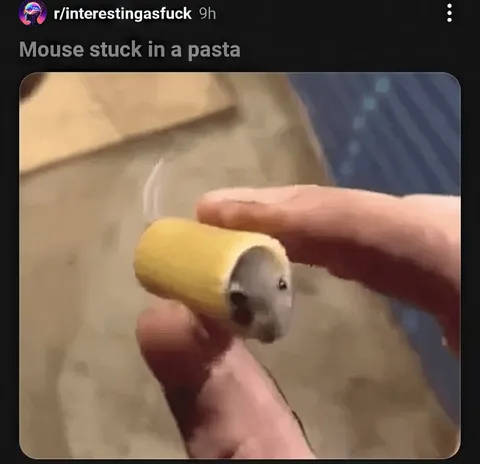 Mouse Stuck in a Pasta