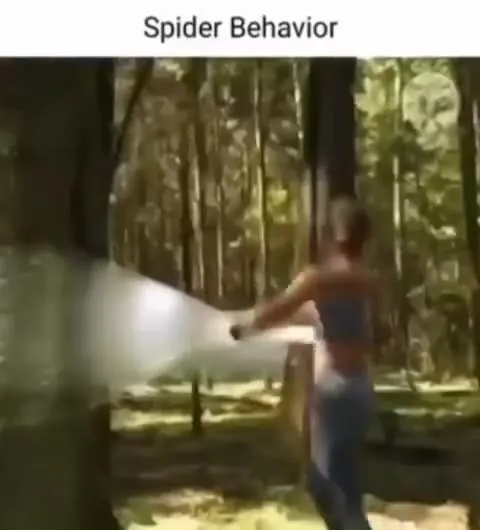 Spider Behavior Web Room