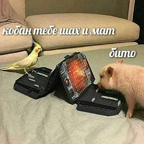 Кобан, тебе шах и мат