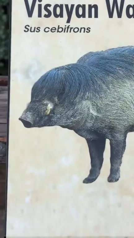 Visayan Warty Pig Reveal