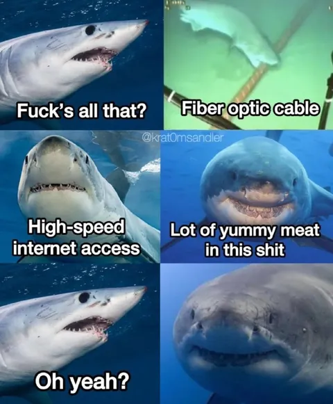 Shark Chooses Fiber Optic Cable