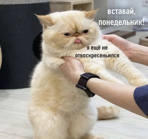 Кот не пережил воскресенье