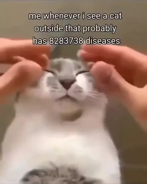 Cat With 8283738 Diseases