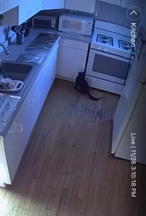 Кот внезапно взлетел на кухне