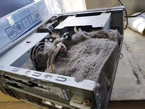 Кот внутри системного блока