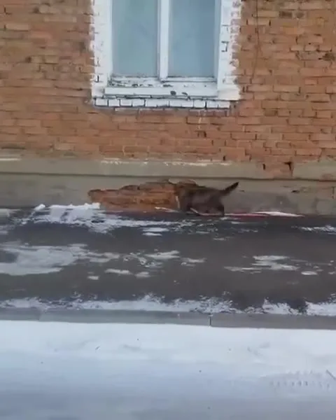 Кот заходит в дверь