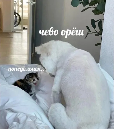 Котёнок кричит на понедельник