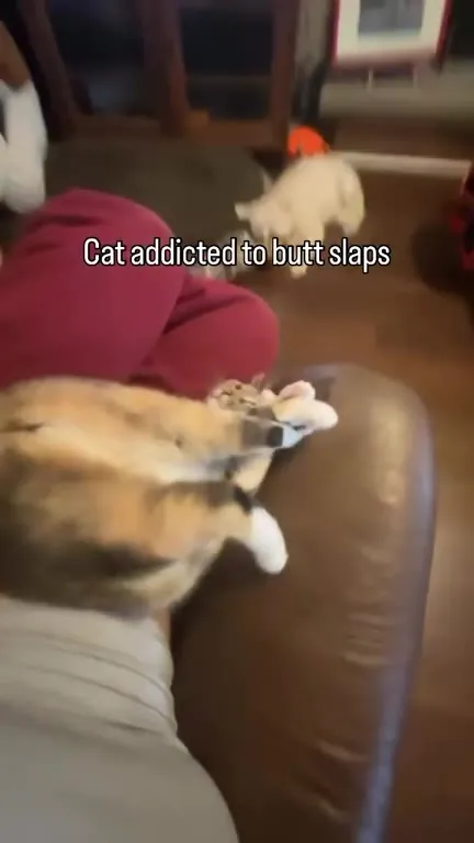 Cat Addicted to Butt Slaps