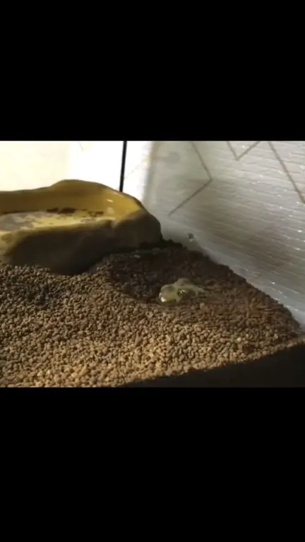 Frog Hides, Then Penguin Slaps