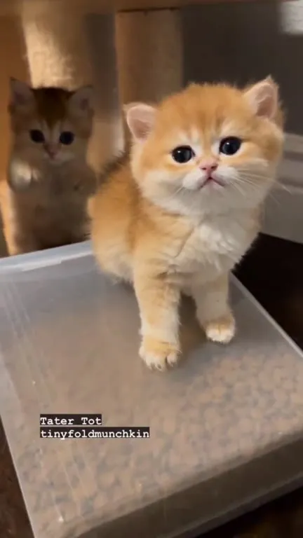Милые котята знакомятся