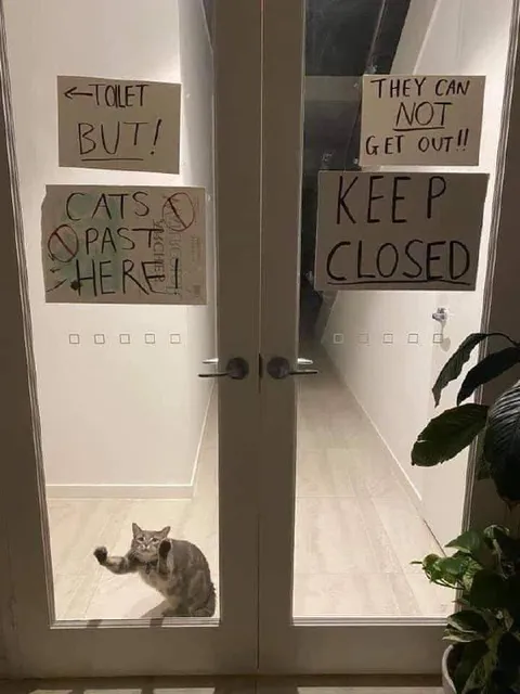 Cats Cannot Escape the Toilet