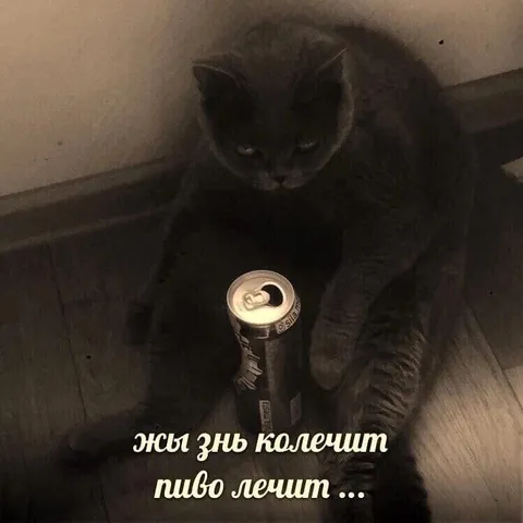 Жизнь колешит, пиво лечит