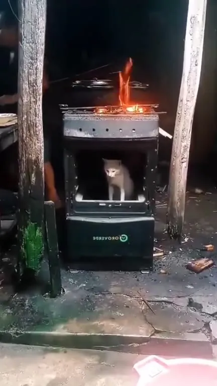 Кот в горящей печке