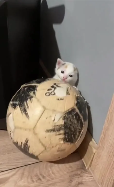 Котёнок прячется за мячом