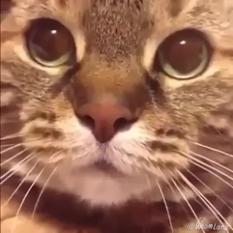 Кот ошарашенно мяукает