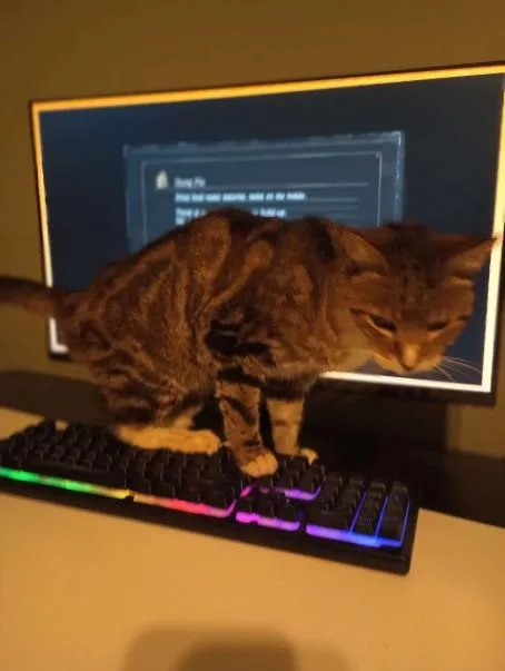 Кот вместо гейминга