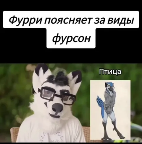 Фурри поясняет виды фурсона