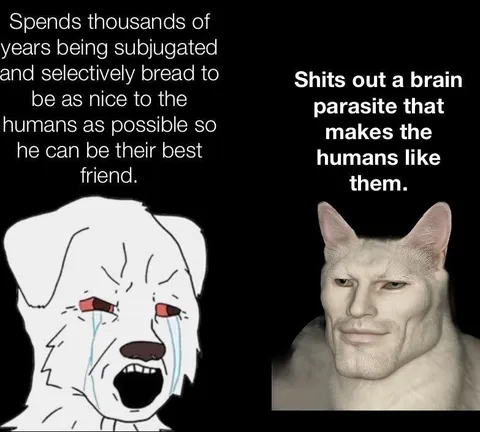 Dog Versus Brain Parasite Cat