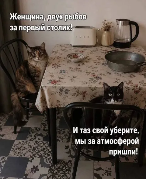 Коты за атмосферой в кафе
