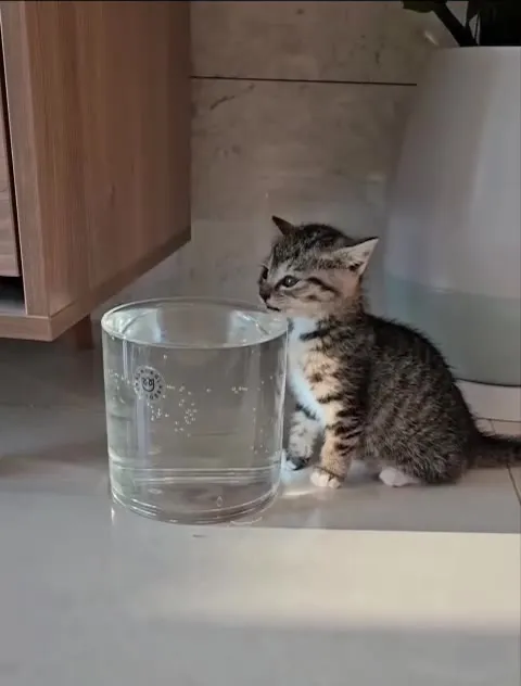 Котёнок пьёт из стакана