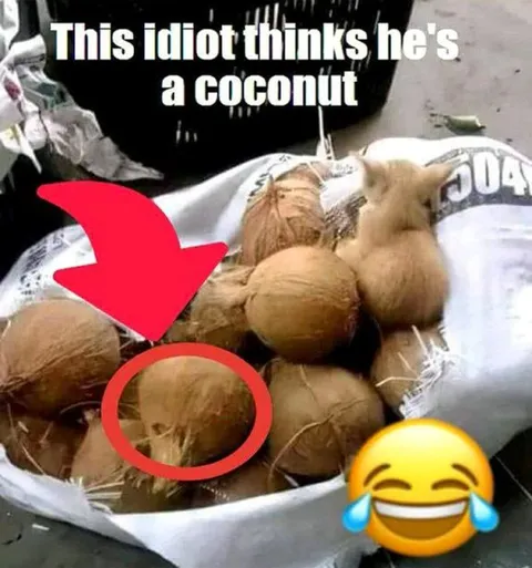 Idiot Thinks He’s a Coconut