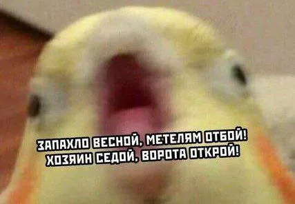 Попугай зовёт весну