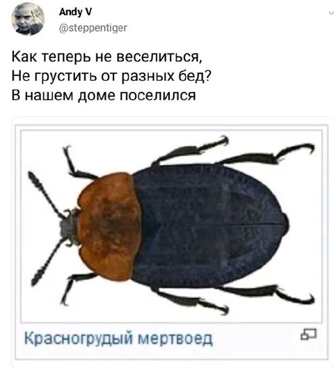 Красногрудый мертвоед в доме